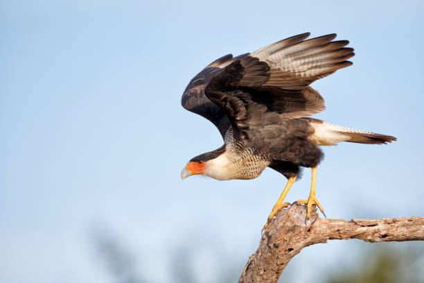 Northern Crested Caracara (Caracara cheriway) taking off, Texas, USA Northern Crested Caracara (Caracara cheriway) taking off, Texas, USA crested caracara stock pictures, royalty-free photos & images
