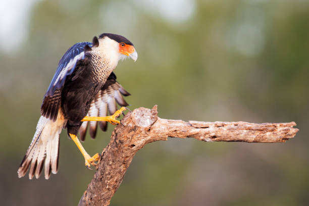 istock Northern Crested Caracara (Caracara cheriway) perched with wings open, Texas, USA 1269160542