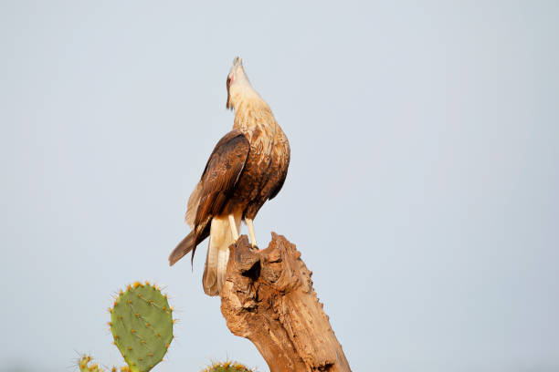 istock Northern Crested Caracara (Caracara cheriway) perched doing a headthrow, Texas, USA 1269160595