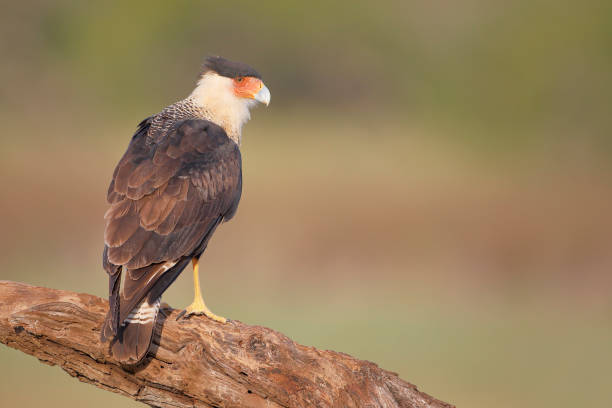 istock Northern Crested Caracara (Caracara cheriway) perched, Texas, USA 1269160616