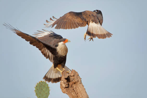 istock Two Northern Crested Caracara (Caracara cheriway) fighting, Texas, USA 1269160630