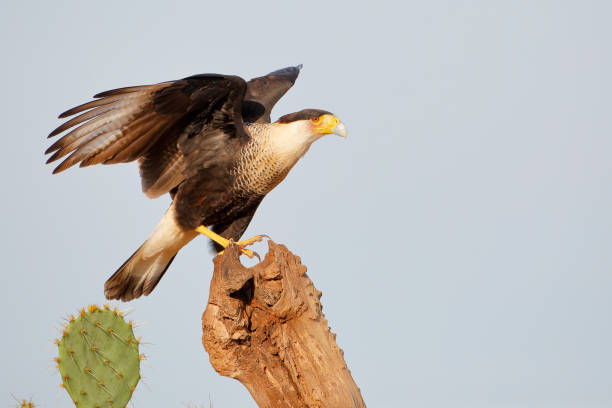 istock Northern Crested Caracara (Caracara cheriway) perched with wings open, Texas, USA 1269161164
