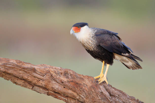 istock Northern Crested Caracara (Caracara cheriway) perched, Texas, USA 1269161250