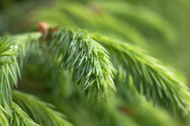 istock Raindrops on the branches of green spruce 1269161621