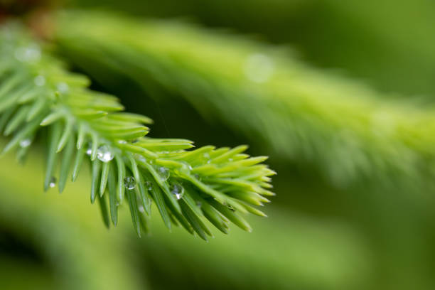 istock Raindrops on the branches of green spruce 1269161649