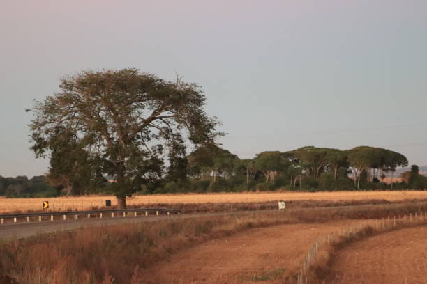 istock tree at the curve of a highway 1269162297