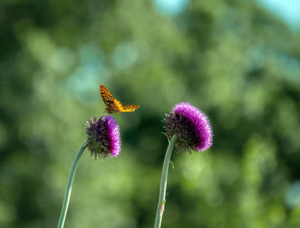 The combination of a purple thistle weed and an orange Great Spangled Fritillary butterfly against a nice defocused green background makes a pretty picture from Missouri.
