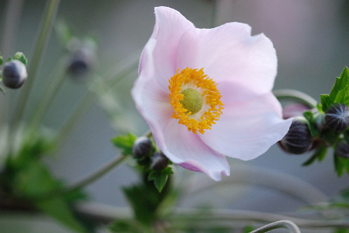 Autumnal floral macro.  Close up of a beautiful pink anemone.