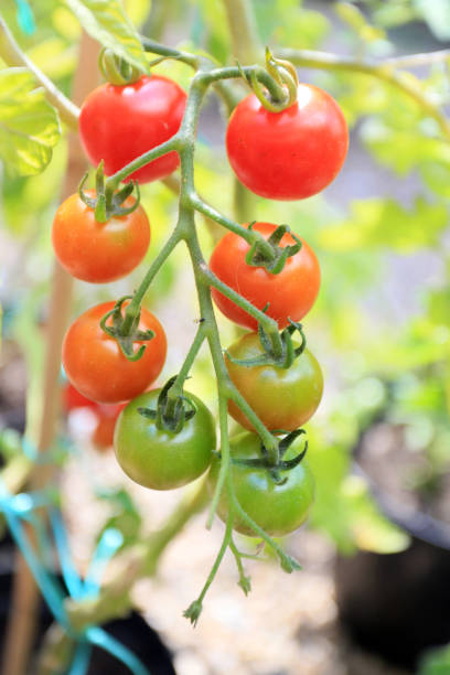 istock grown your own tomatoes 1269165095