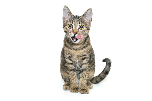 Small, grey tabby kitten is licking its lips on a white background