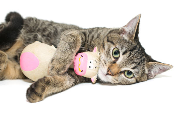 istock Small, gray tabby kitten lies with a soft toy 1269165243