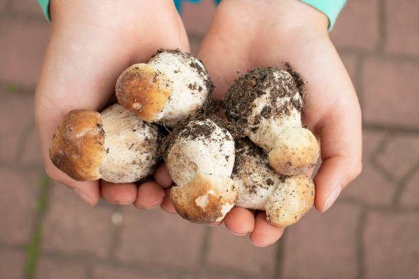 istock small edible mushrooms in boy's hands 1269167776