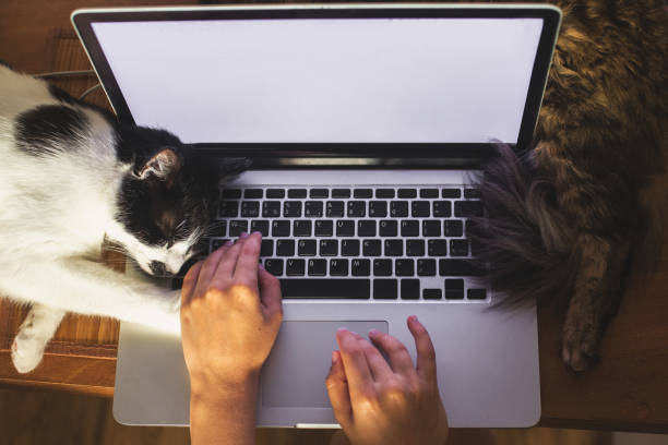 istock Person working on laptop with empty screen and cute cats sleeping at keyboard. Home office concept, remote work with your pets. Freelance mockup 1269168067