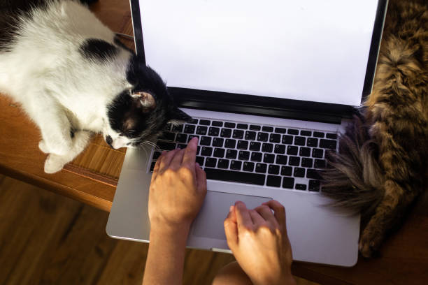 istock Person working on laptop with empty screen and cute cats sleeping at keyboard. Home office concept, remote work with your pets 1269168102