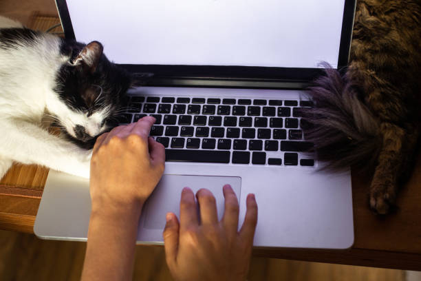 istock Person working on laptop with empty screen and cute cats sleeping at keyboard. Home office concept, remote work with your pets. Top view 1269168161