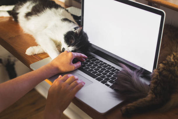 istock Person working on laptop with empty screen and cute cats sleeping at keyboard. Home office concept, remote work with your pets. Freelance mockup 1269168181