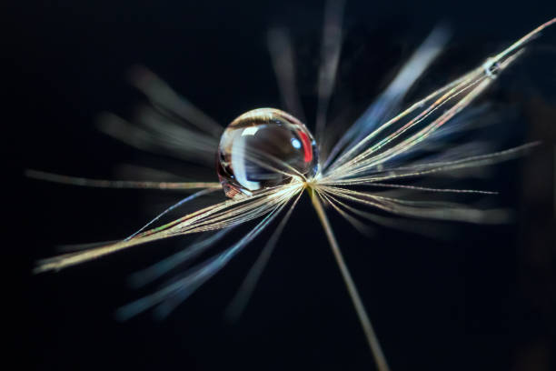 goccia di pioggia su un seme di tarassaco - dandelion water dandelion seed dew foto e immagini stock