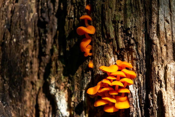 istock Mushroom. The fungus on a tree trunk. 1269169068