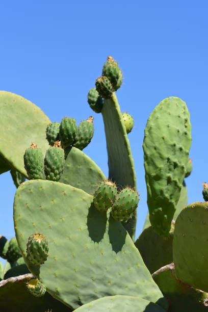istock Green prickly pear is growing outdoors against a blue sky and still unripe green prickly pears are about to be in portrait format 1269169651