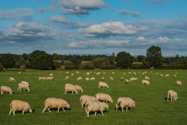 istock Sheep and lamb in the field 1269169762