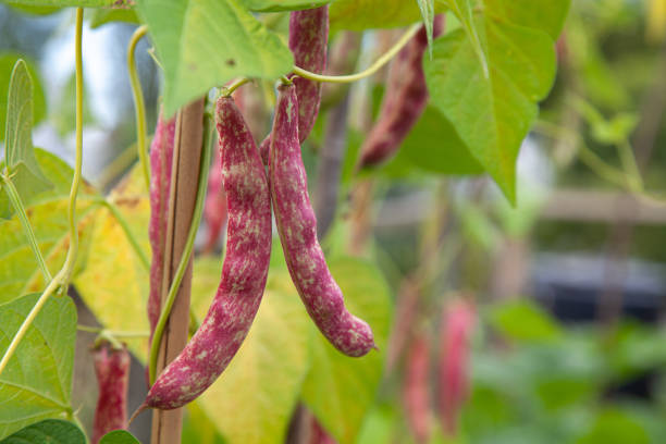 istock Cranberry bean plantation in farm 1269170107
