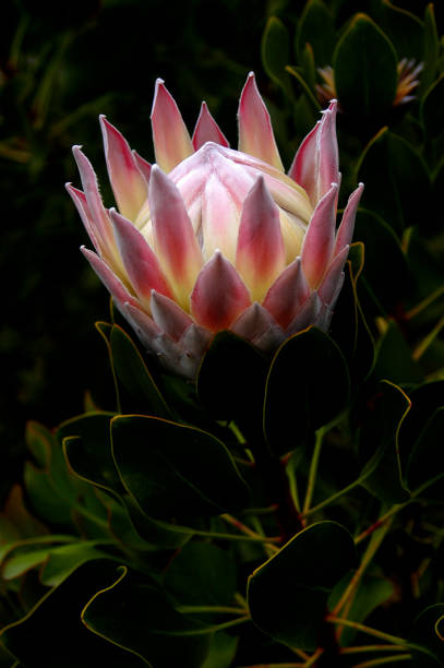 istock This beautiful King Protea is beginning to open up and bloom showing its pink petals. 1269170128