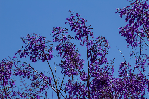 Flowered jacaranda with blue sky in the background.