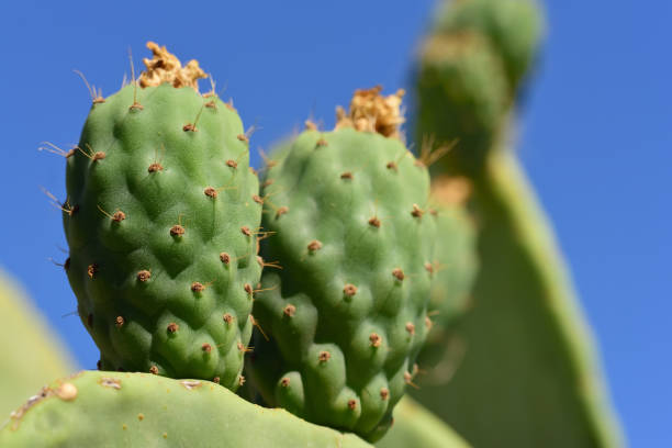 시칠리아의 푸른 하늘에 가시 배 선인장에 매달려 있는 녹색 가시 배의 클로즈업 - sicily cactus desert italian culture 뉴스 사진 이미지