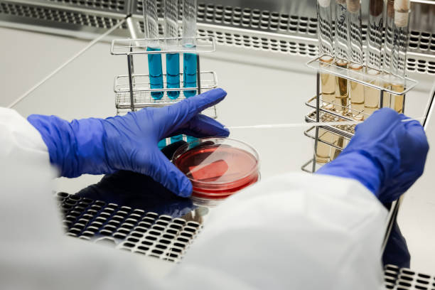 istock Researcher working with petri plate in a microbiology laboratory 1269172467