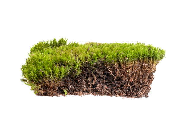 istock green moss sphagnum closeup isolated 1269172543