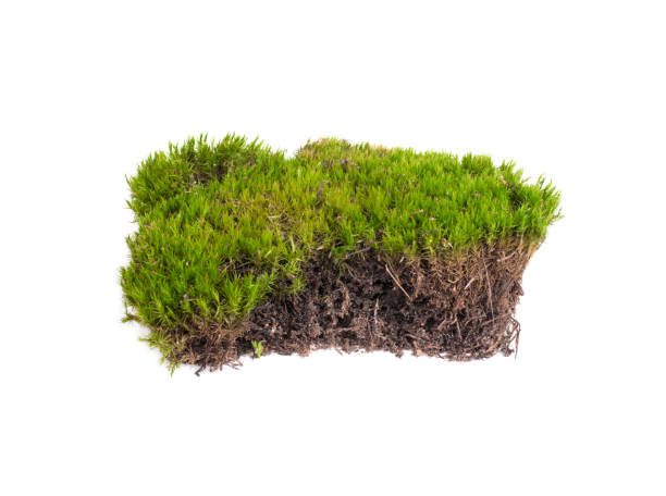 istock green moss sphagnum closeup isolated 1269172549
