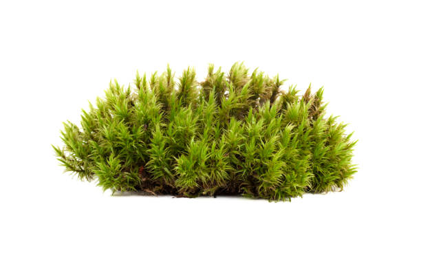 istock green moss sphagnum closeup isolated 1269172554