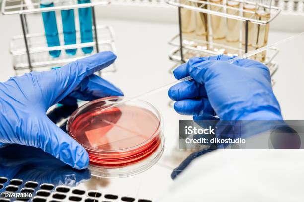 Researcher Working With Petri Plate In A Microbiology Laboratory In The Background Are Test Tubes With Multicolored Liquids Stock Photo - Download Image Now