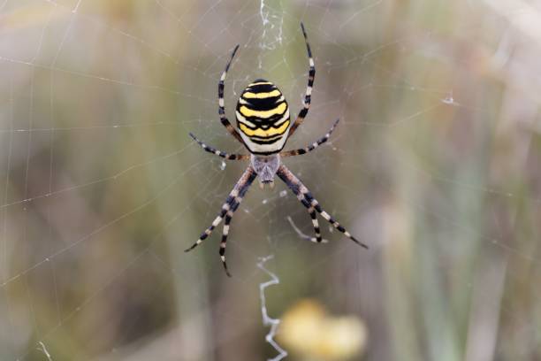 istock Female wasp spider, Argiope bruennichi, on the net 1269173658