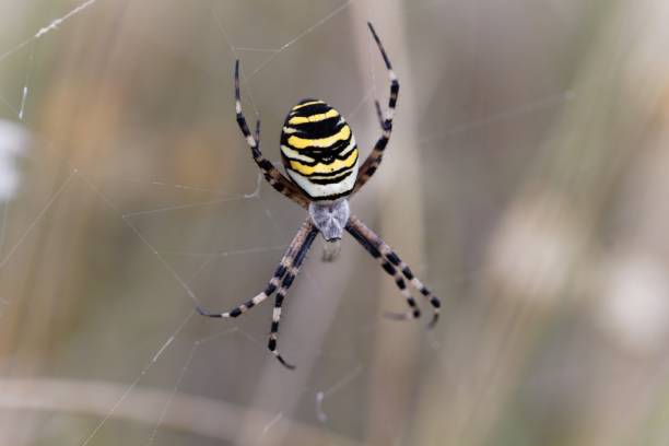 istock Female wasp spider, Argiope bruennichi, on the net 1269174176