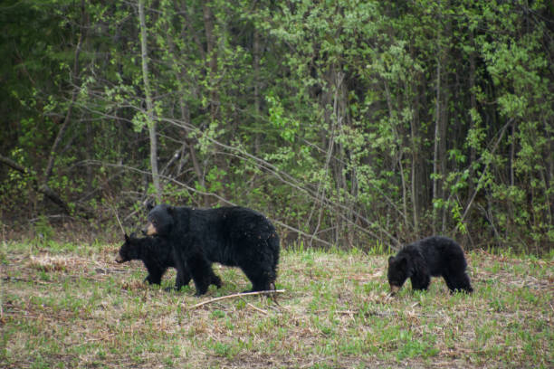 istock Black bear and cubs by a treeline 1269174324