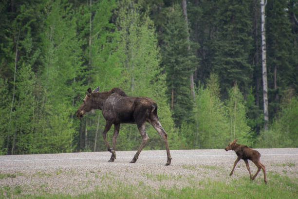 istock Moose and calf cross the road 1269174332