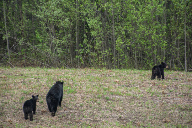 istock Black bear and cubs by a treeline 1269174347