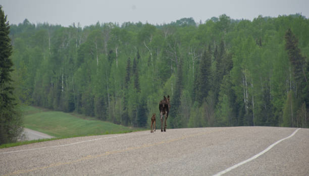 istock Moose and calf walk down the road 1269174355