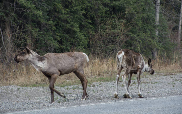 istock Two caribou by the road 1269174382