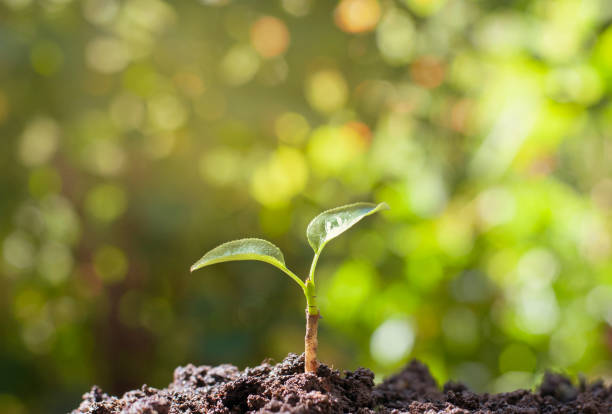 istock Green sprout in the nature blurred background 1269174386