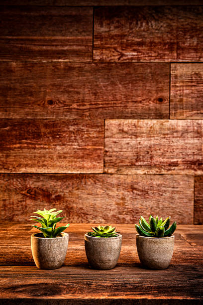 istock Succulent plants in a row on wood background 1269174404