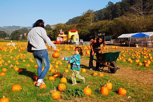 Half Moon Bay, CA, USA October 25  A family spends a fun autumn day pickling pumpkins in Half Moon Bay, California