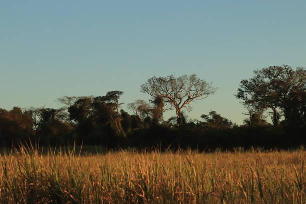 istock landscape with trees at sunrise 1269174658