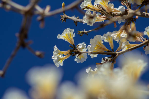 Foto de Flores De Ipê Branco e mais fotos de stock de Handroanthus -  Handroanthus, Branco, Azul - iStock