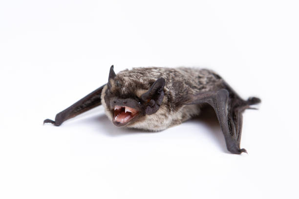 istock Parti-coloured bat with open mouth on white background. Vespertilio murinus. 1269176360