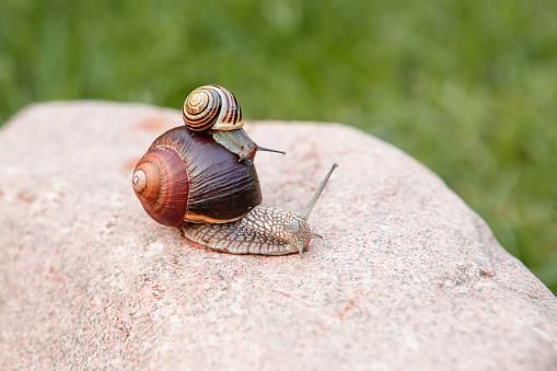 A small snail sits on a large snail that crawls on a rock