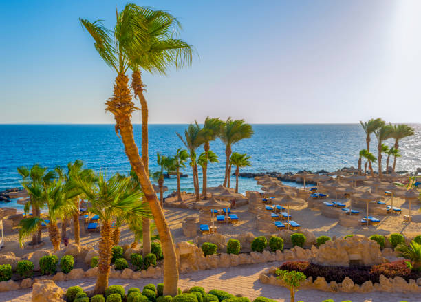 пляж с пальмами и голубым морем рано утром в египте - hurghada стоковые фото и изображения