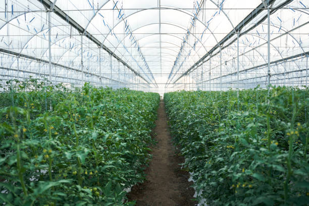 Bushes of tomatoes are growing on plantation under glass roof of modern greenhouse while developing agriculture