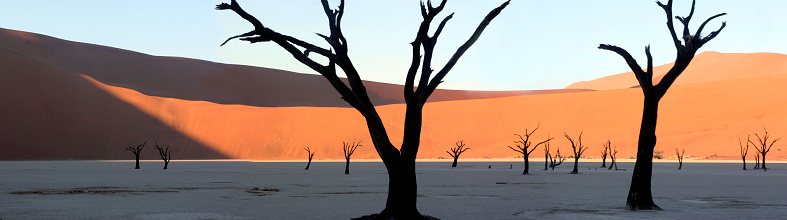 The petrified trees of Dead Vlei in the Namib Desert near Sossusvlei in Namibia.